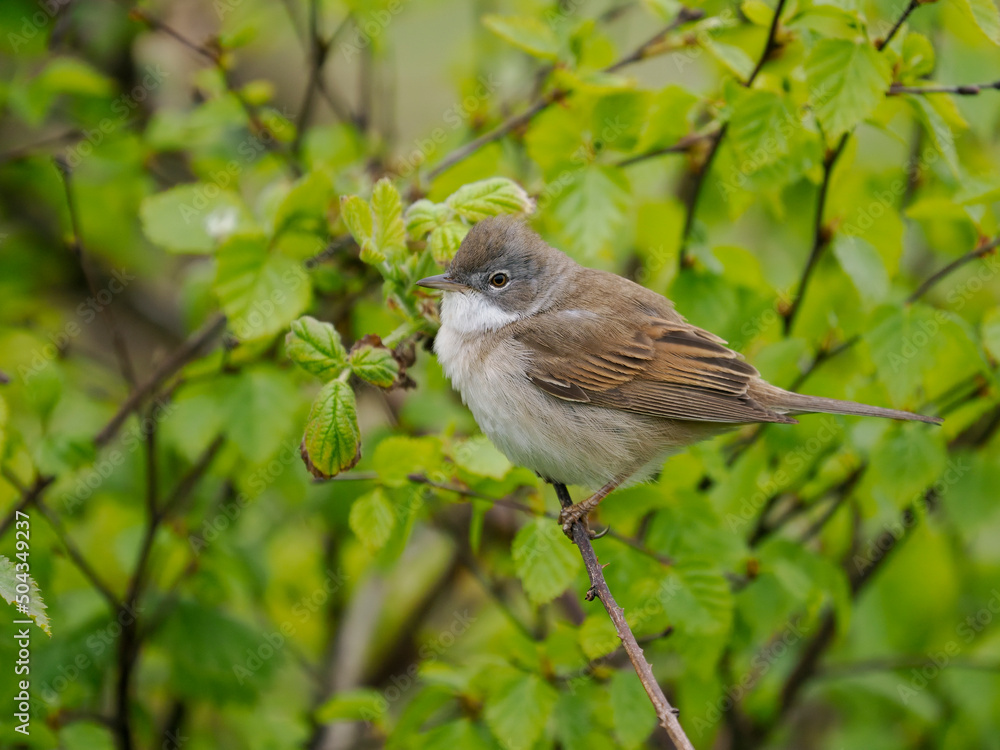 Common whitethroat, Curruca communis, Common whitethroat, Curruca communis,