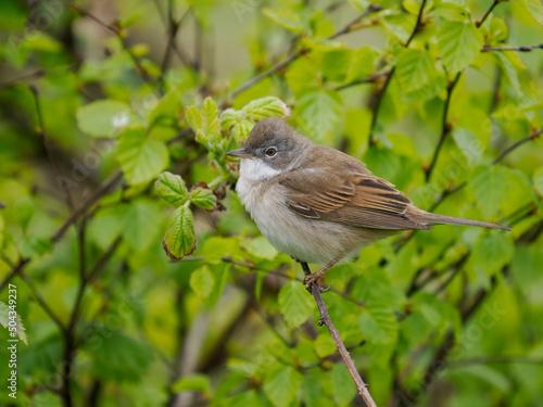 Common whitethroat, Curruca communis, photo