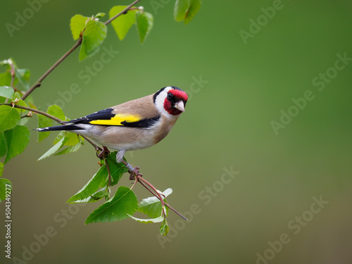 Fotografiet Goldfinch, Carduelis carduelis,