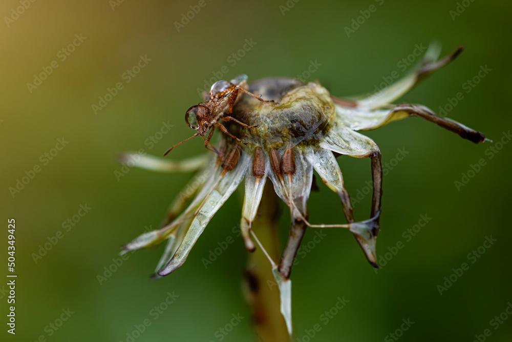 bug on top of a dandelion at sunrise with dewdrops. nature macro photography. wildlife. insects in detail. bug on top of a dandelion at sunrise with dewdrops. nature macro photography. wildlife. insects in detail.