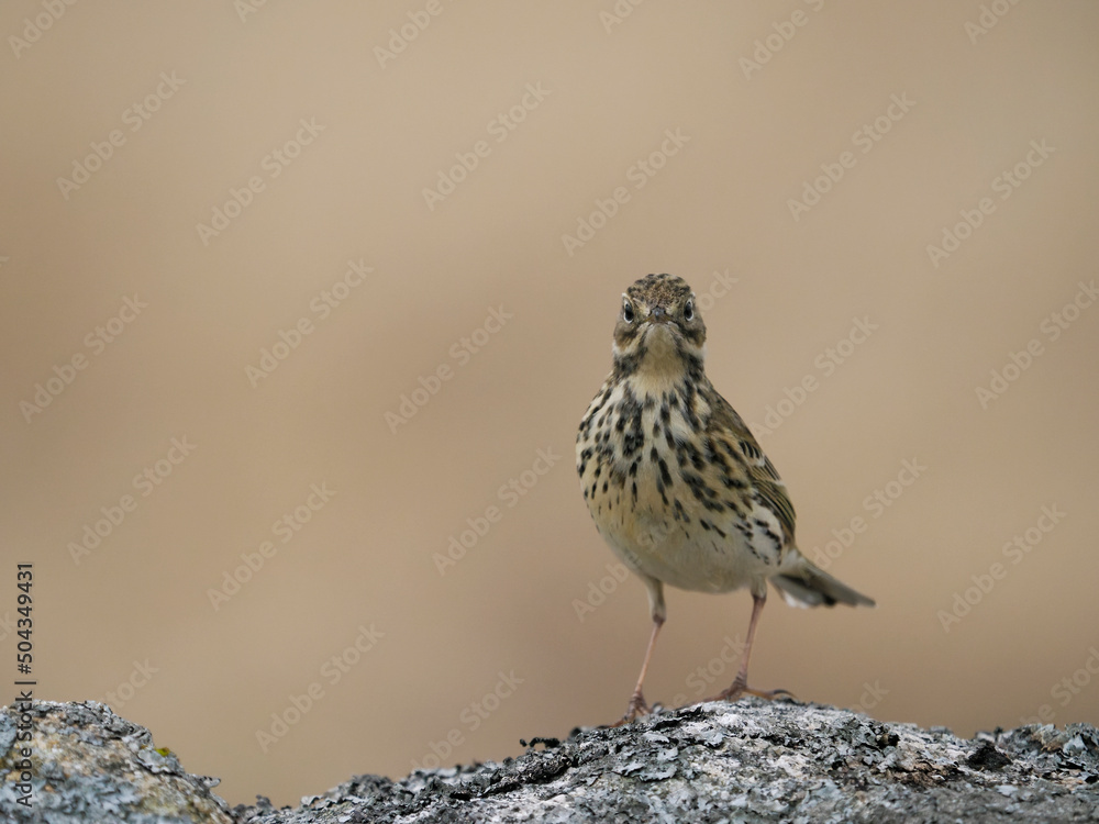 Fototapeta premium Meadow pipit, Anthus pratensis