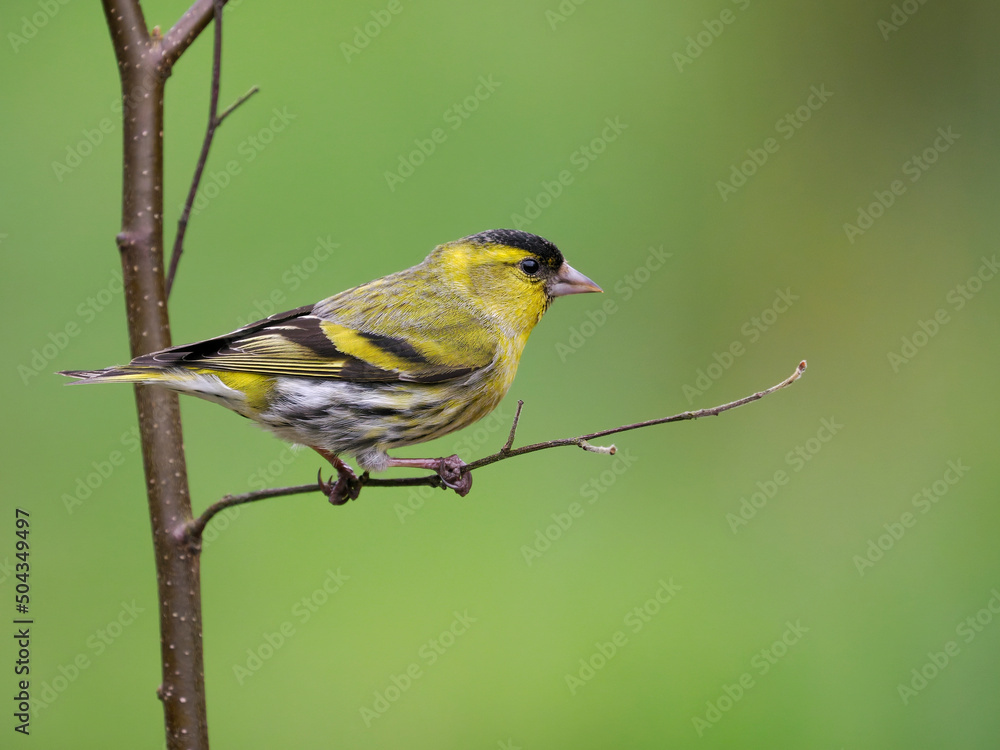 Obraz premium Siskin, Carduelis spinus