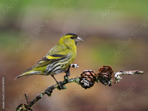 Siskin, Carduelis spinus photo