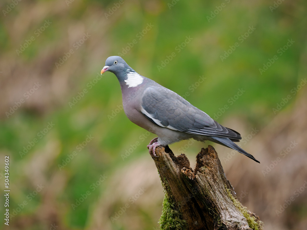 Fototapeta premium Wood pigeon, Columba palumbus,