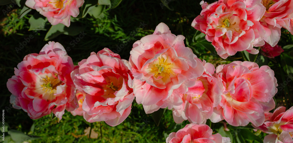 Obraz premium Beautiful double tulips in the middle of the grass. Pink white tulips. View from above. Horizontal image.