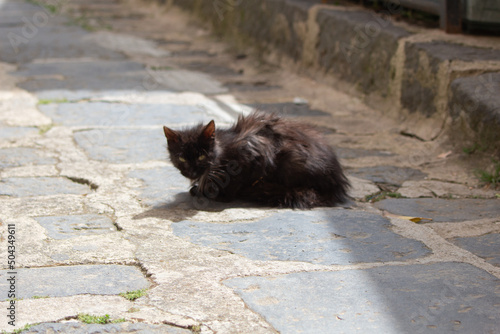 black sick homeless cat on the street