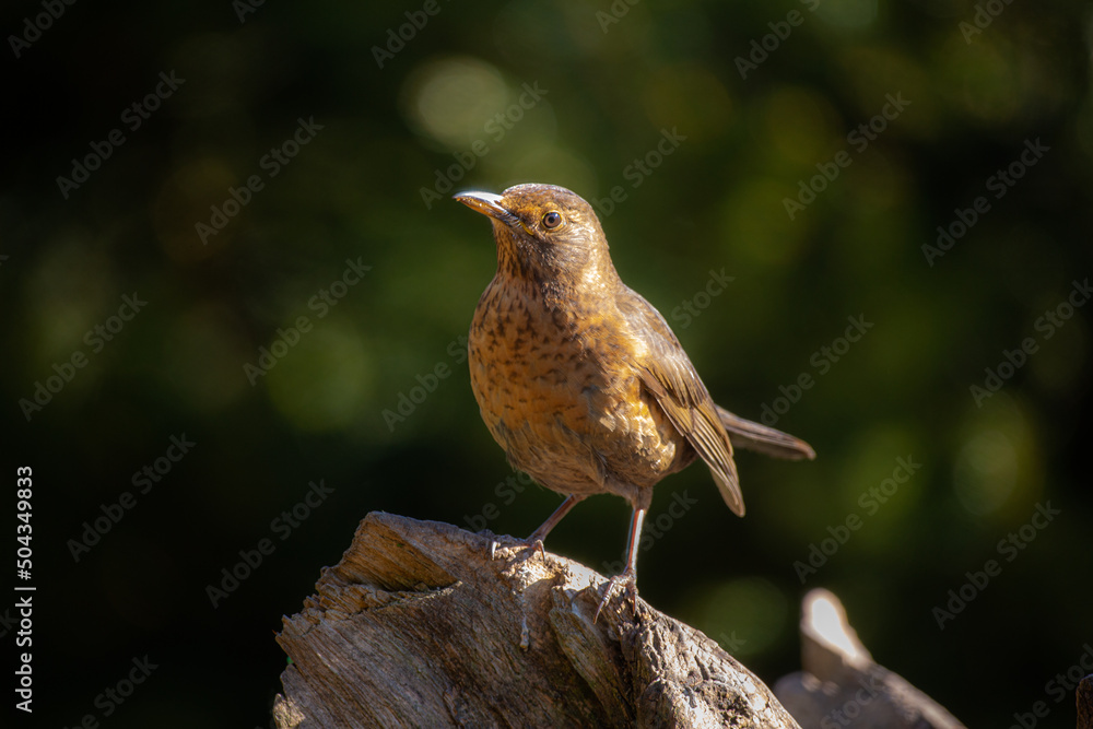 Blackbird portrait Blackbird portrait