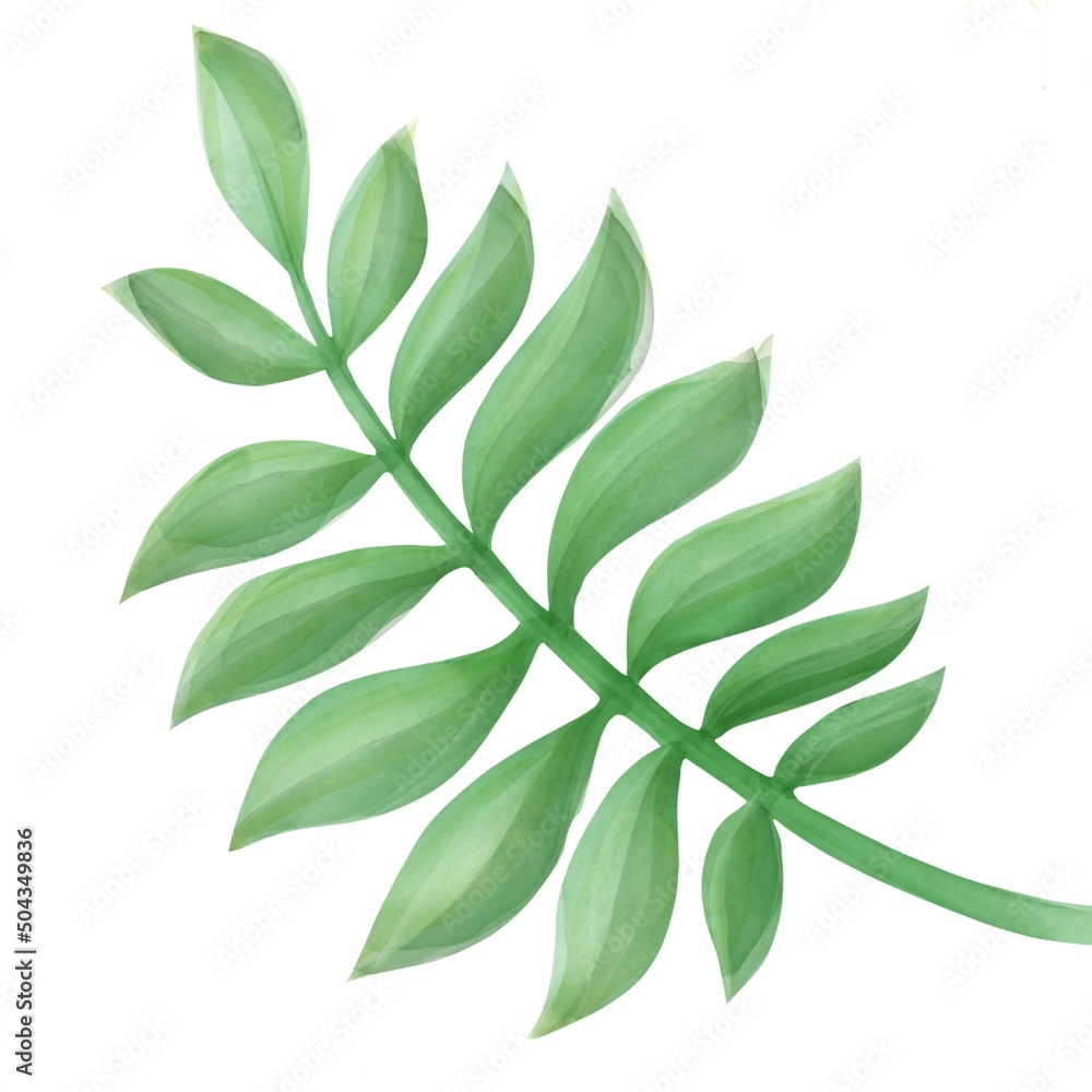 palm leaf, tree green plant, floral illustration, botnical drawing,  tropical jungle element, 