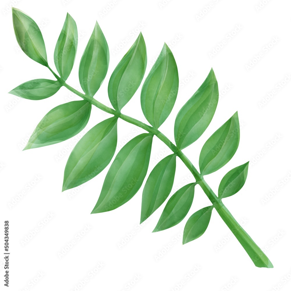 palm leaf, tropical jungle element, tree green plant, botnical drawing,  floral illustration