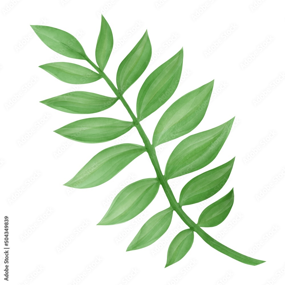 palm leaf, botnical drawing,  tropical jungle element, floral illustration, tree green plant, 