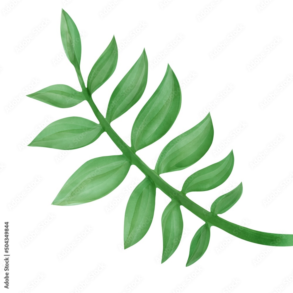 palm leaf, tree green plant, botnical drawing,  tropical jungle element, floral illustration