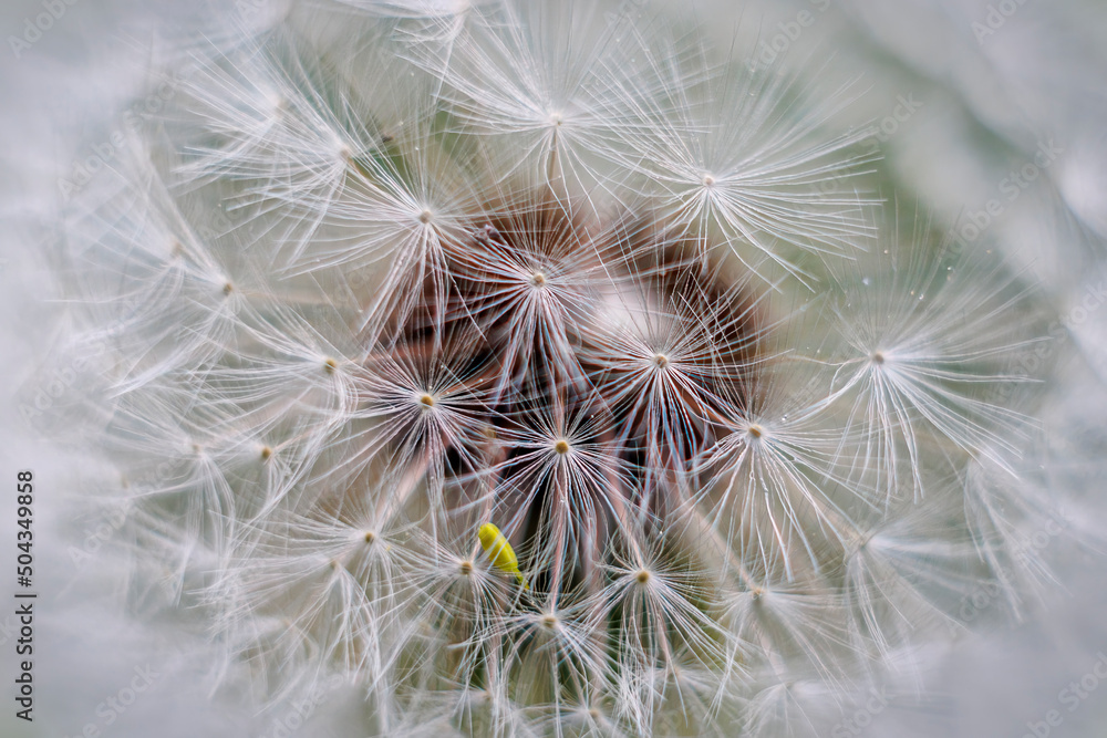 Fototapeta premium Close-up of dandelion flower seed head with shallow depth of field and out of focus background with soft bokeh