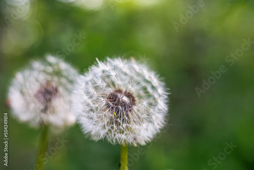 Close-up of dandelion flower seed head with shallow depth of field and out of focus background with soft bokeh