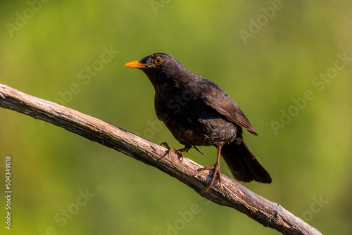 Blackbird portrait