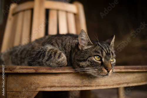The tabby cat lies attentively on a wooden bench and looks curiously to the right. Gray-brown cat is watching what is happening.
