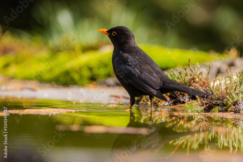 Blackbird portrait