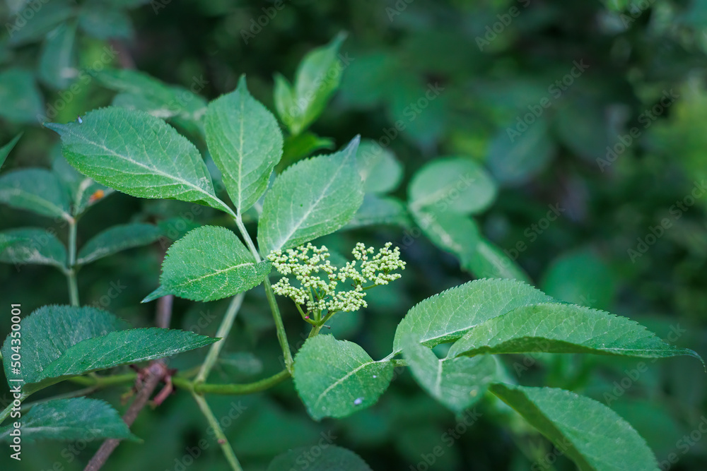 Close-up of an elderflower umbel just before opening on an elder leaf with shallow depth of field and soft bokeh background - obrazy, fototapety, plakaty 