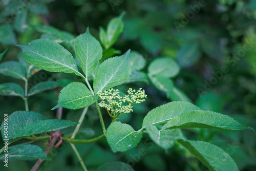 Close-up of an elderflower umbel just before opening on an elder leaf with shallow depth of field and soft bokeh background photo