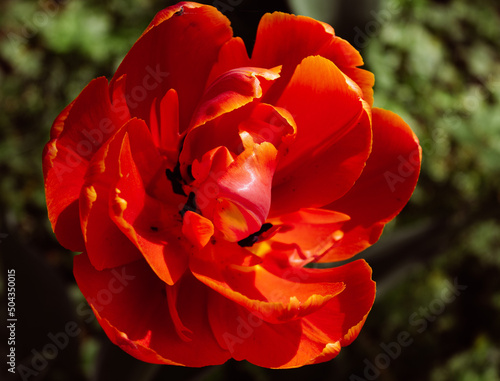 Double red tulip with dark green background. Particular light.