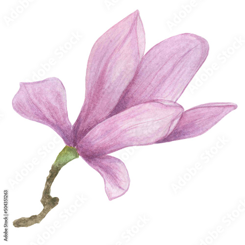 Magnolia flower watercolor hand-drawn clip art. Delicate flower isolated on a white background.