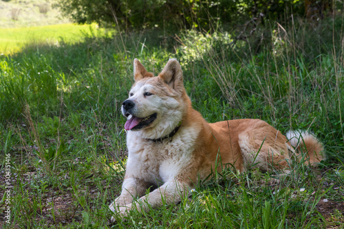 portrait of a young female dog, akita inu, resting in the shade at a foot of a tree in the forest in a sunny day