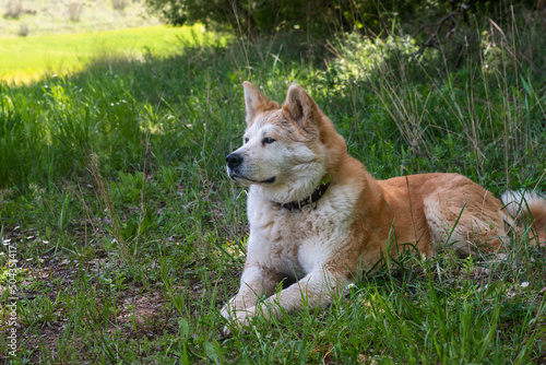 portrait of a young female dog, akita inu, resting in the shade at a foot of a tree in the forest in a sunny day