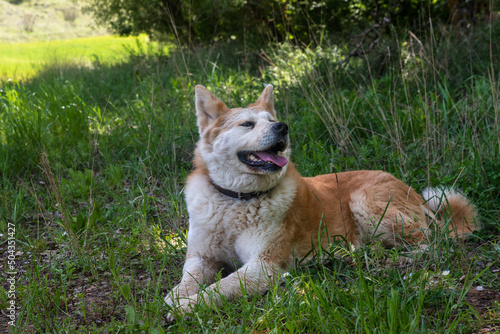 portrait of a young female dog, akita inu, resting in the shade at a foot of a tree in the forest in a sunny day
