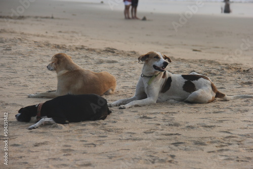 dogs playing in the sand