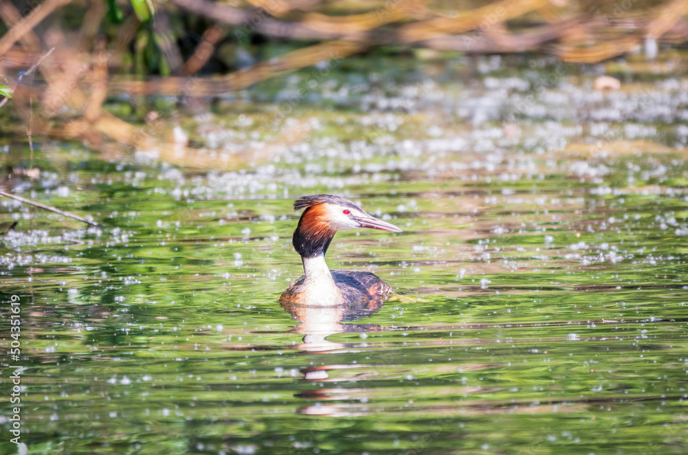 The waterfowl bird Great Crested Grebe swimming in the calm lake The waterfowl bird Great Crested Grebe swimming in the calm lake