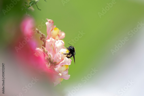 bee on a flower