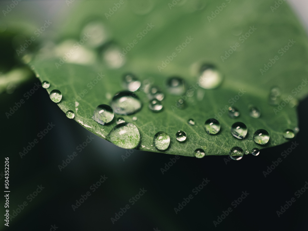 water drops on leaf water drops on leaf