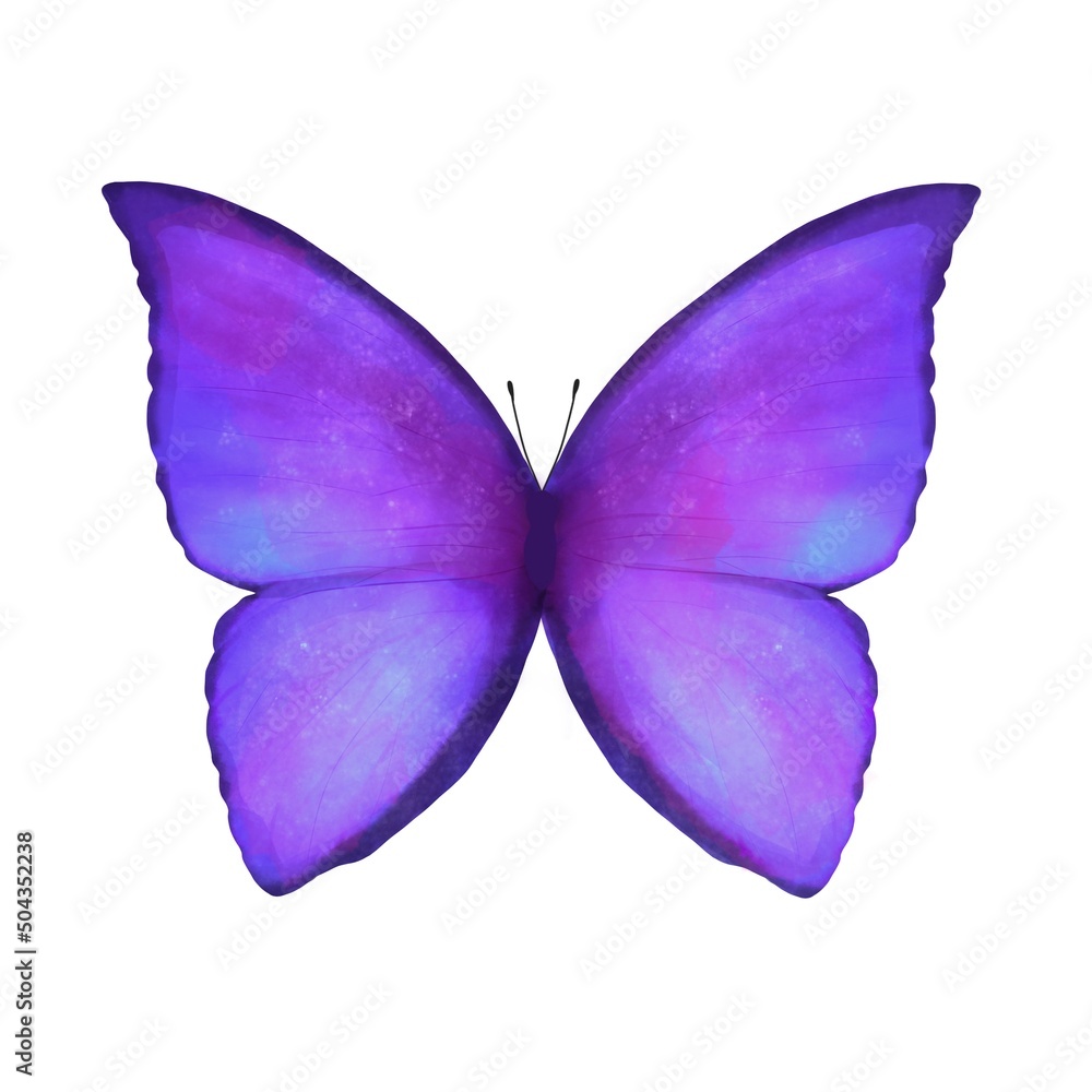 モルフォ蝶 紫の蝶の水彩イラスト Stock Illustration Adobe Stock