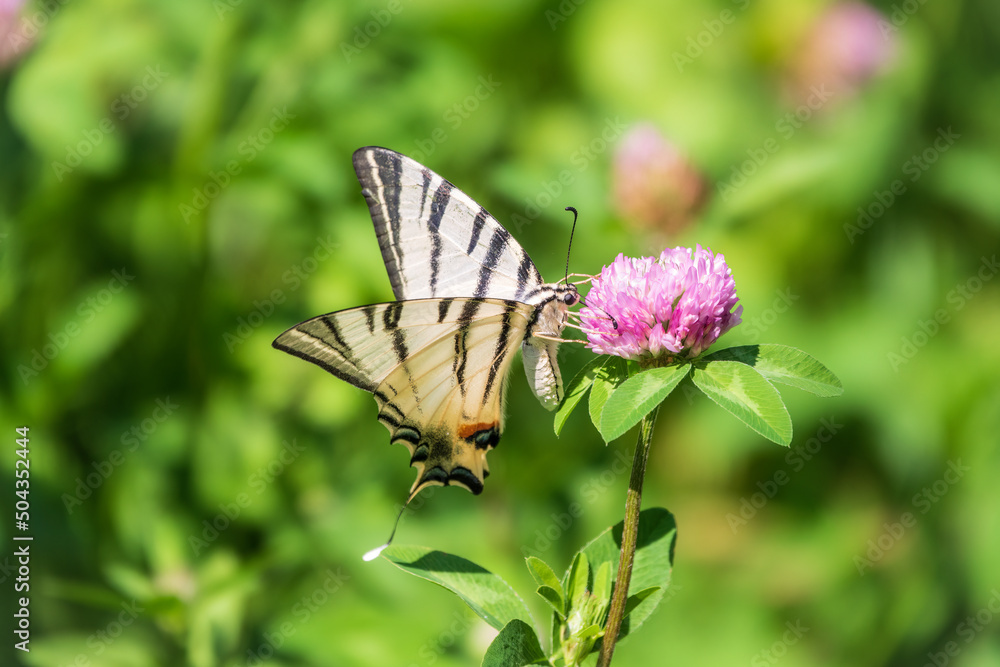 Beautiful Butterfly Scarce Swallowtail, Sail Swallowtail, Pear-tree Swallowtail, Podalirius. Latin name Iphiclides podaliriu. Butterfly collects nectar on flower. Beautiful Butterfly Scarce Swallowtail, Sail Swallowtail, Pear-tree Swallowtail, Podalirius. Latin name Iphiclides podaliriu. Butterfly collects nectar on flower.
