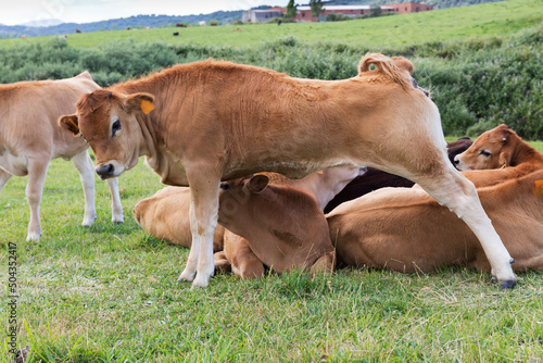 Limousine breed calf in foreground in group of calves