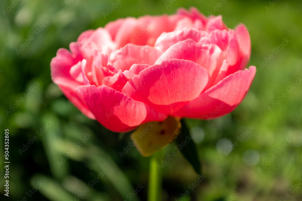 Obraz premium A single vivid peony bud on blurred green background at the sunny day, side view. Flower bud. Pink peony shot at close range for poster, calendar, post, copy space for your design or text
