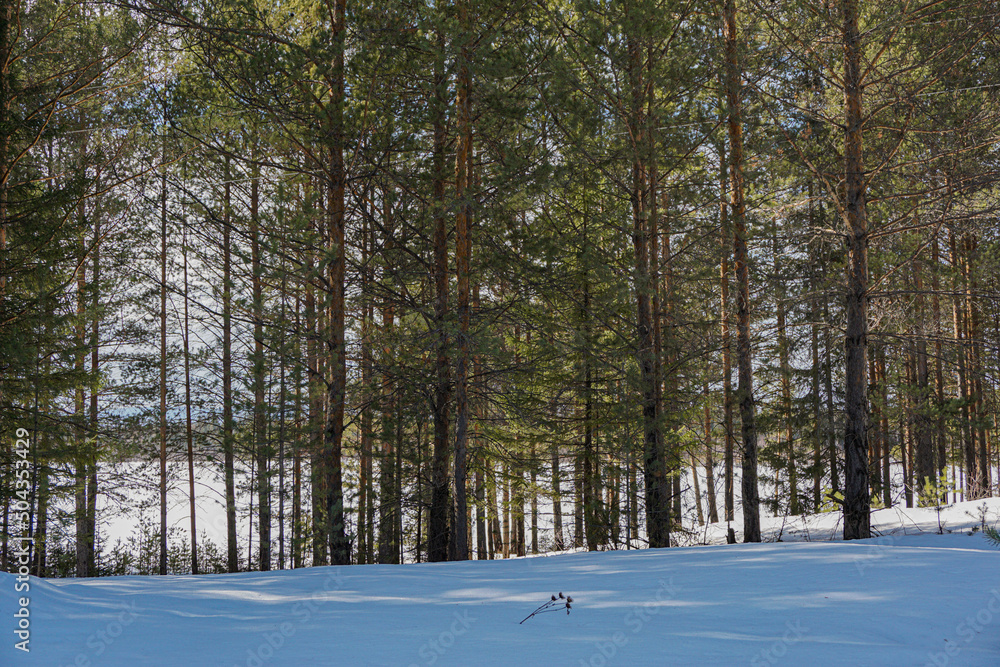 Fototapeta premium snow covered trees in winter
