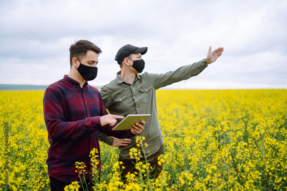 Farmers with tablet in the field. Farmers in sterile medical masks discuss agricultural issues on the field. Covid-19.