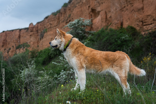 young female dog, akita inu, alert, watchful on the forest in a sunny day of spring
