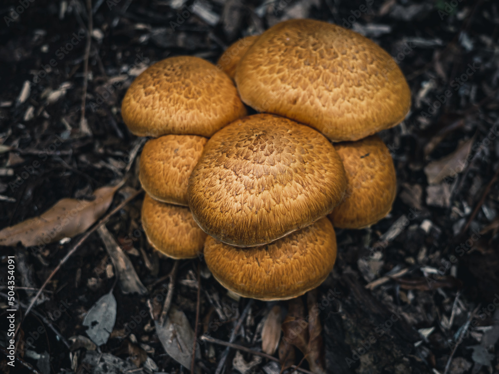 mushrooms in the forest mushrooms in the forest