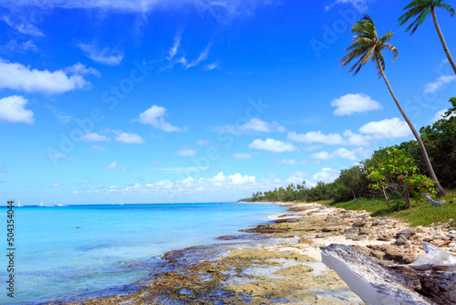Travel background with Caribbean sea and palm trees. © Swetlana Wall