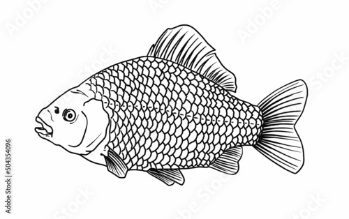 Sketch carp fish, side view realistic hand drawn vector graphic, river fish sketch illustration, retro style isolated on white background. Environmentally friendly product, river sea food.