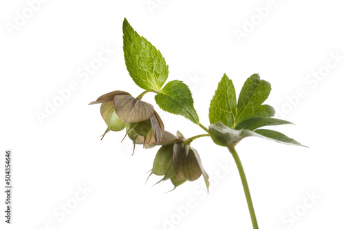 Hellebore fruit isolated on a white background.