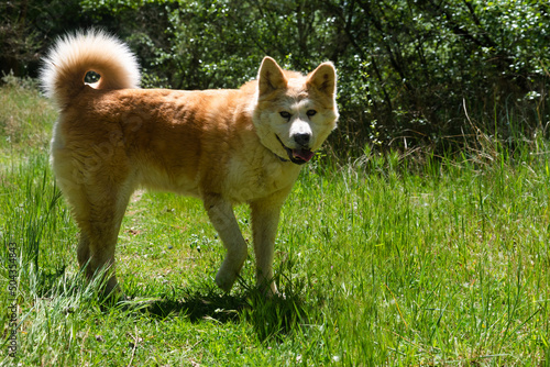 young female dog, akita inu, walking in the forest in a spring sunny day