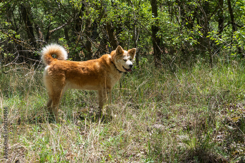 young female dog, akita inu, walking in the forest in a spring sunny day