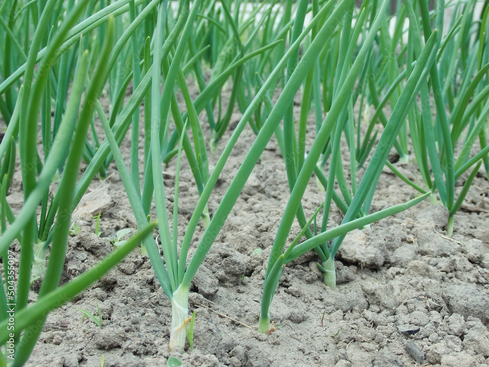 Green onions in the open field. Organic food. organic farm, selective focus, vegetable harvest Green onions in the open field. Organic food. organic farm, selective focus, vegetable harvest