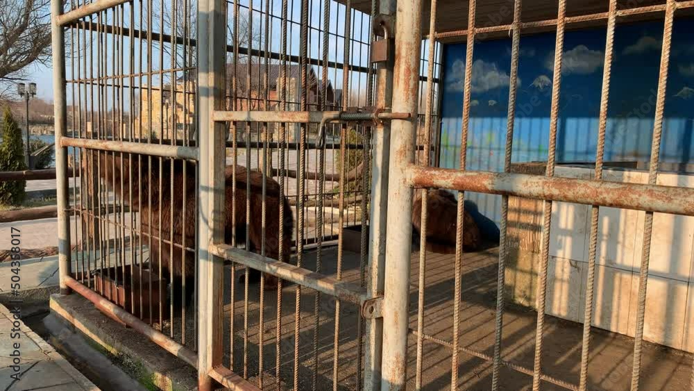 Russia, Dagestan, April 10, 2022. Sad bear in animal cage at the zoo. Wild bear stuck nose through animal cage bars and wants to bee free. Brown bear stuck his face out of the cage Russia, Dagestan, April 10, 2022. Sad bear in animal cage at the zoo. Wild bear stuck nose through animal cage bars and wants to bee free. Brown bear stuck his face out of the cage
