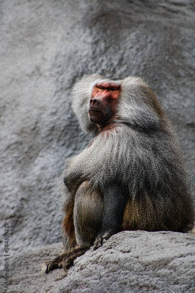 close up of a baboon