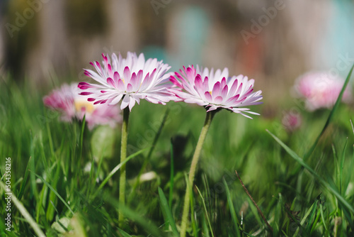 Two stems of daisies with flowers in the green grass. Daisy   Bellis perennis  head on a green blurred background. Close side view