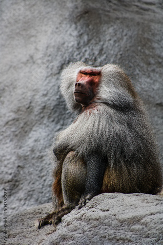 close up of a baboon © Alexandra
