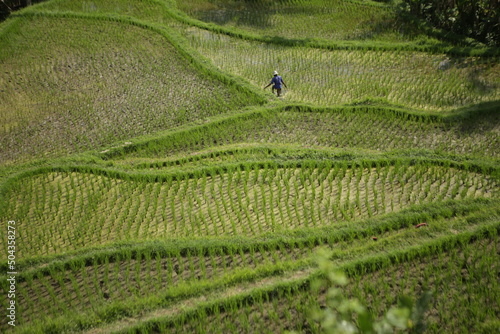 Tarasy ryżowe na Bali w Indonezji, w tle pracujący człowiek